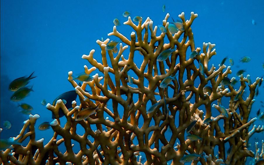 corail