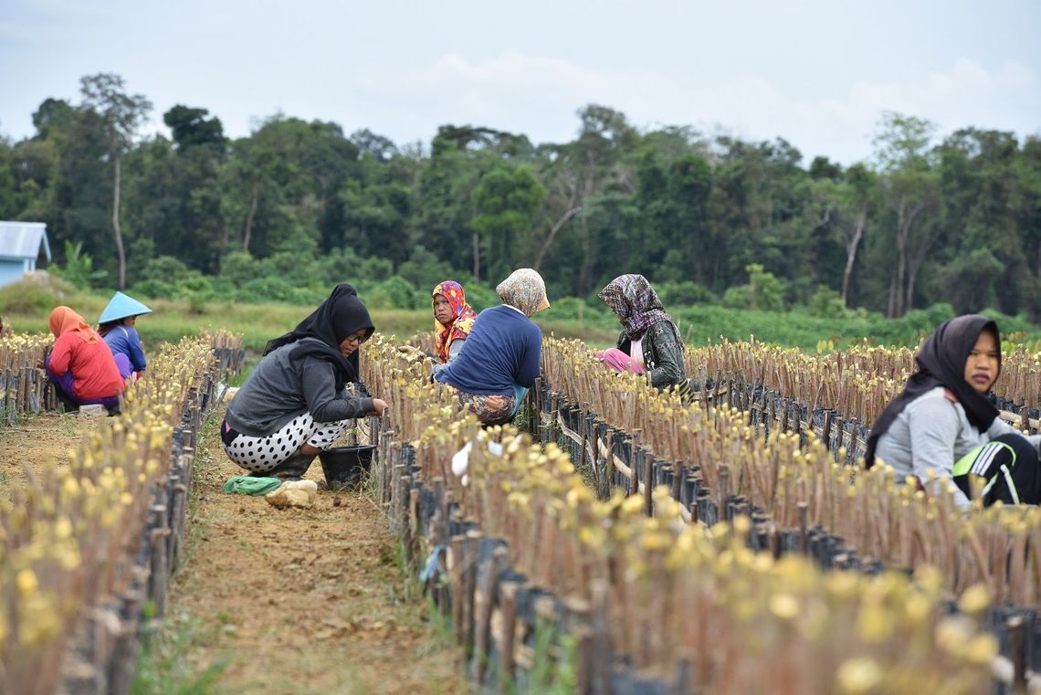 Employees from RLU working in fields