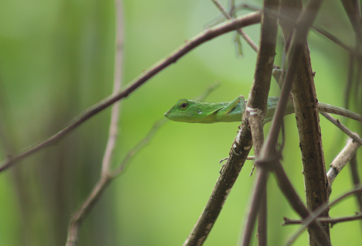 biodiversity